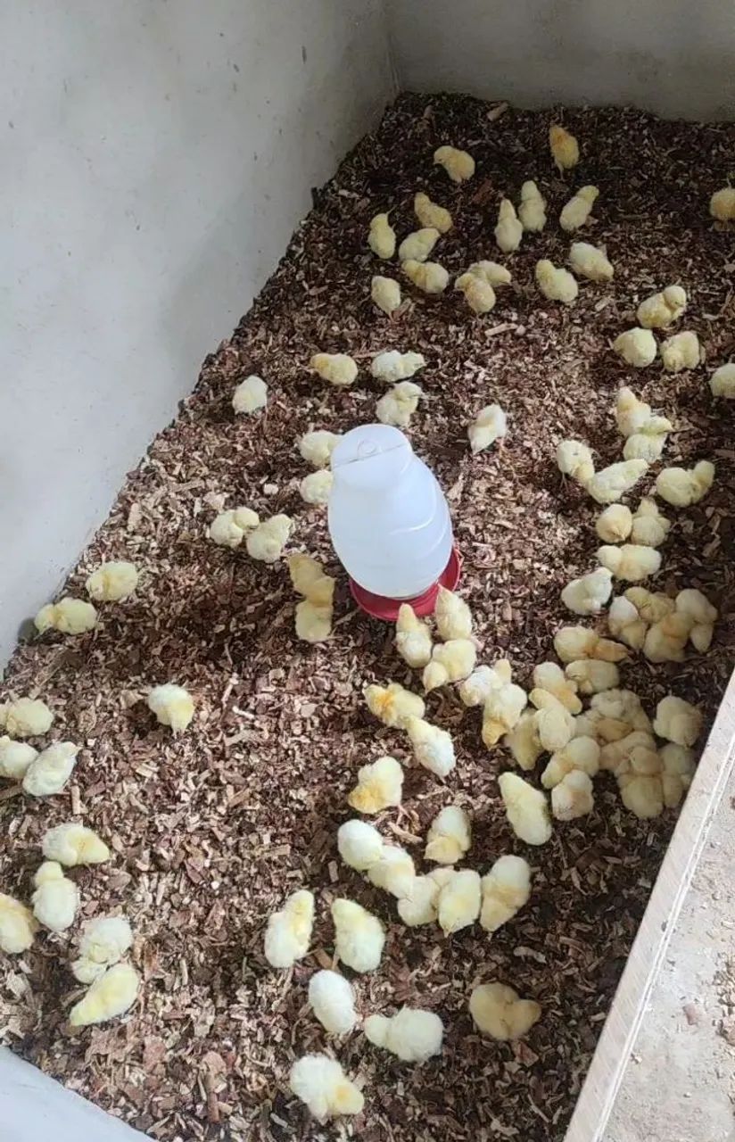 Pinto de granja 300$ a caixa com 100  - Foto 3