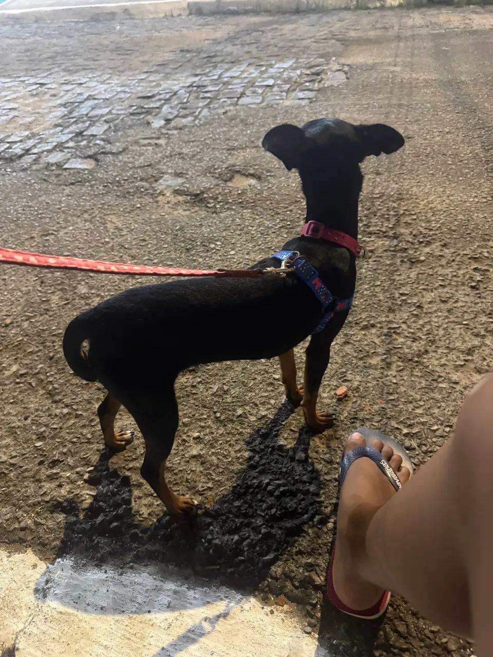 Pinscher  - Foto 2