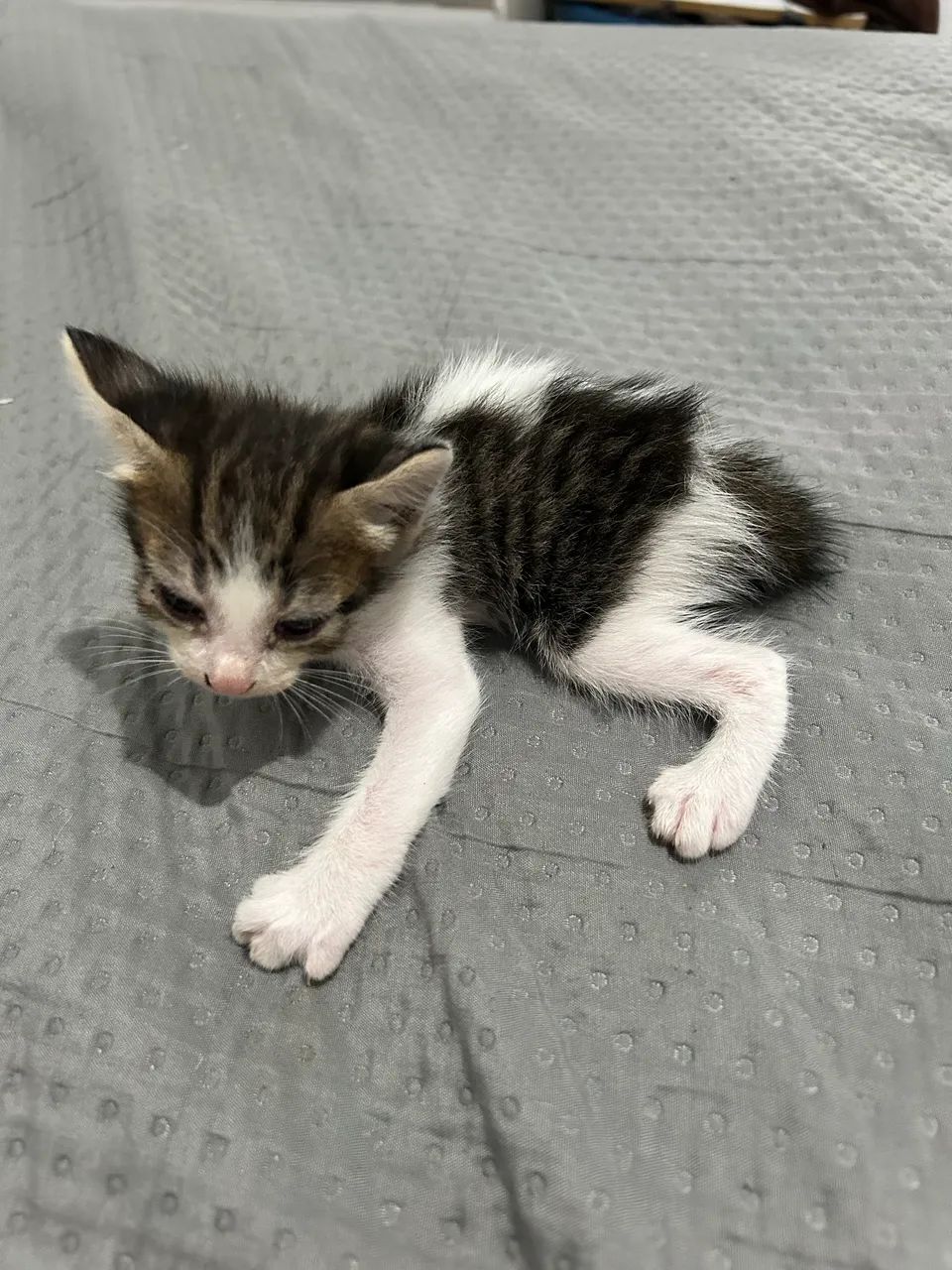 Gatos doação  - Foto 3