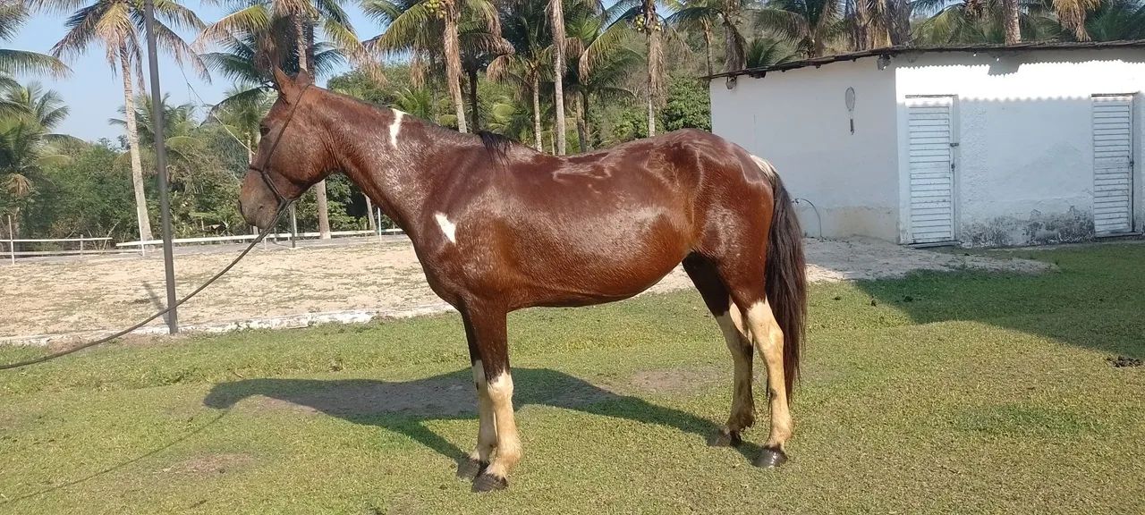 Egua pampa de marcha picada  - Foto 4