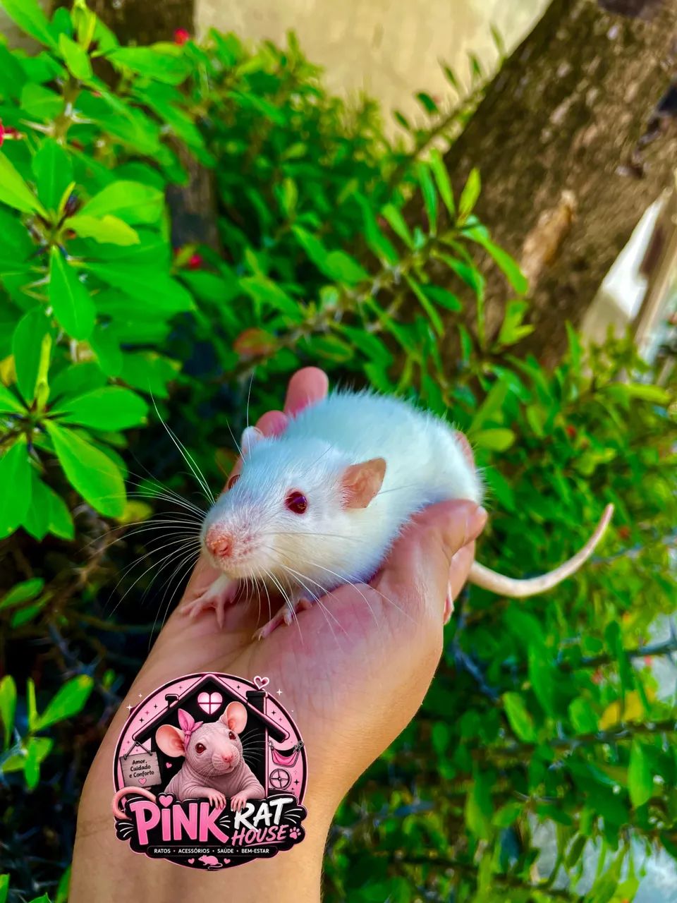 Ratinhos de laboratório/ Twister  - Foto 4