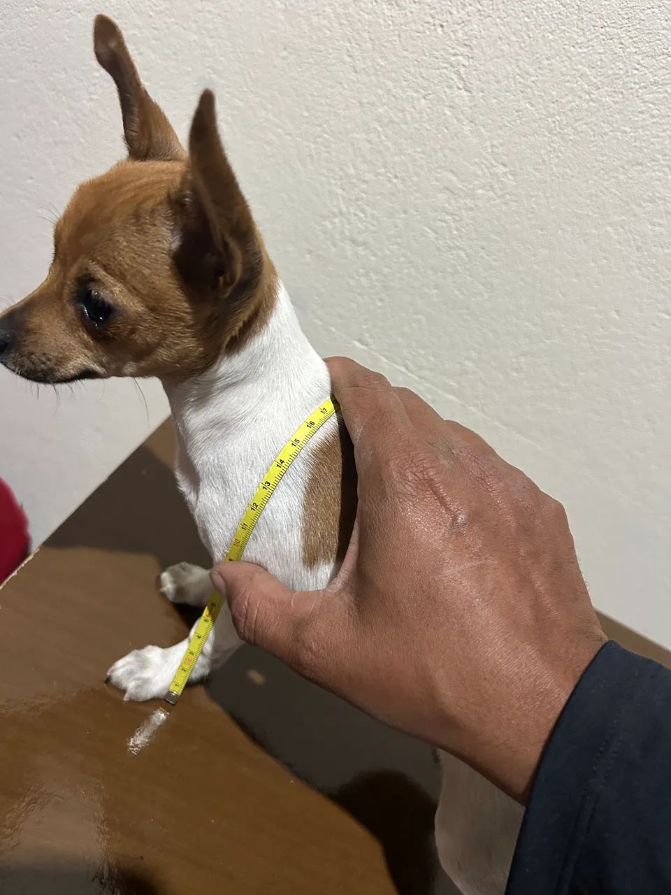 Pinscher zero fêmea  - Foto 3