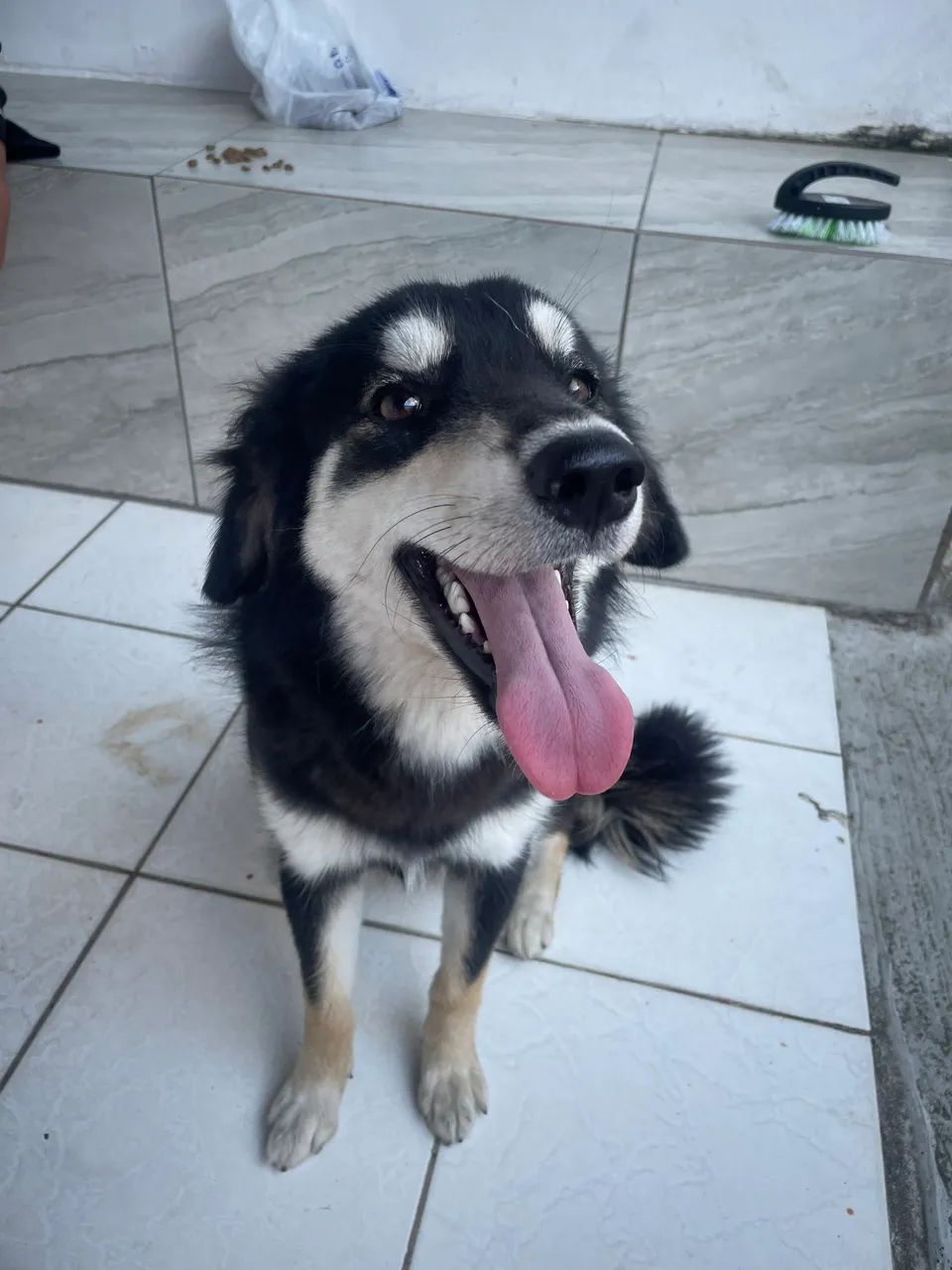 Adoção pet  - Foto 2