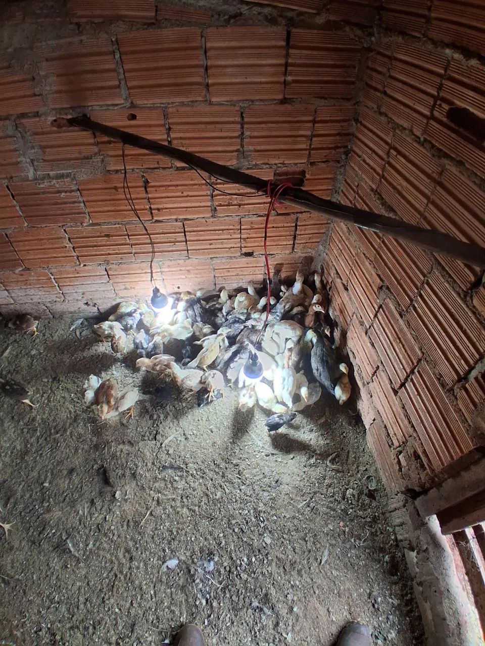 Lote de pintinhos Caipira  - Foto 2