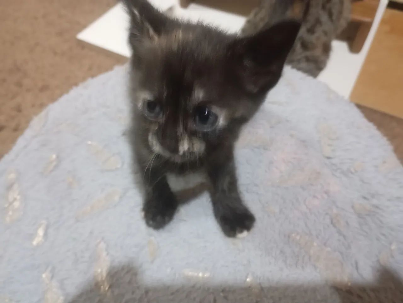 Duas GATINHAS para doação  - Foto 3