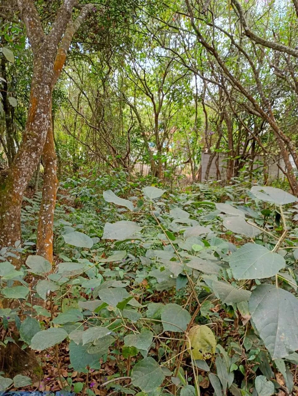 Terreno de 3000 mts em serra azul 