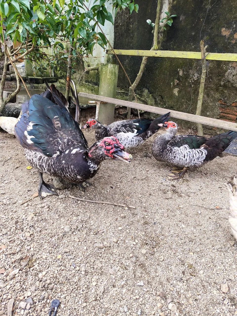 Vendo patas e pato - Foto 4