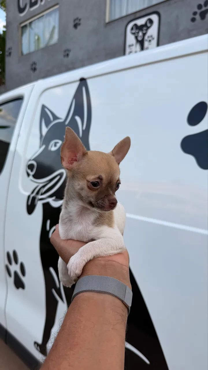 Chihuauha micro macho - Foto 4