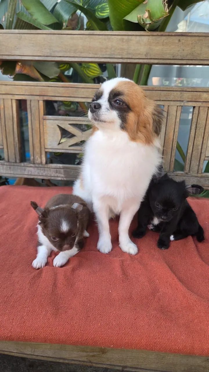 Chihuahua
