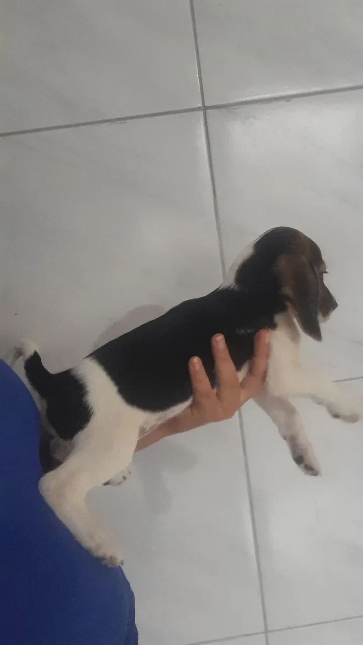 Beagle femia tricolor  - Foto 2