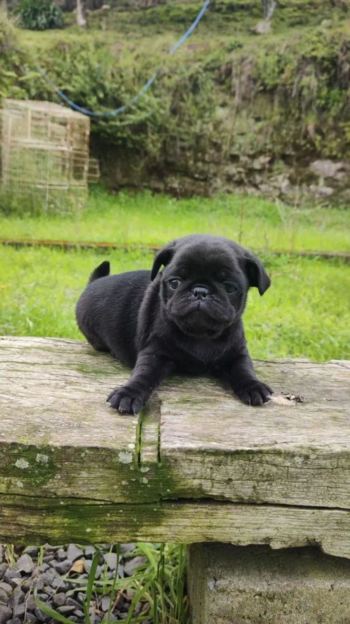 PUG MACHOS  - Foto 3