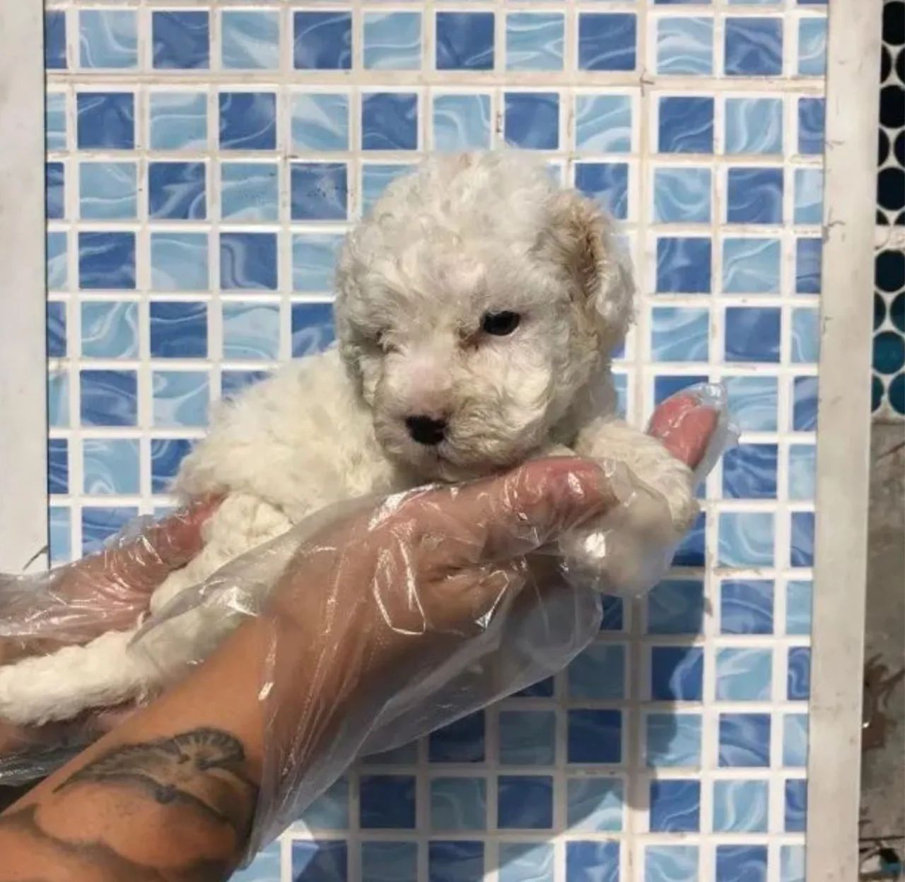 Poodle micro toy - Foto 2