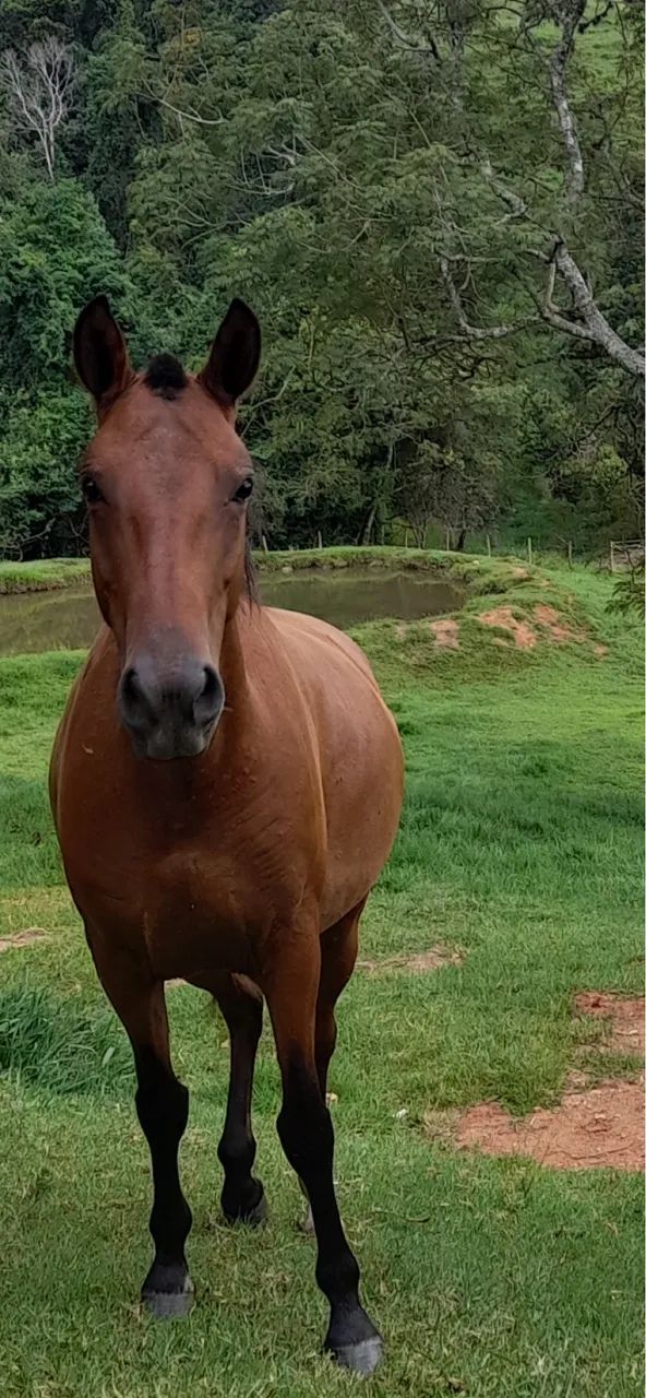 égua alazã - Foto 2