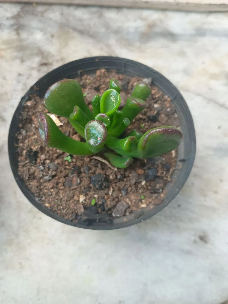 Plantas SUCULENTAS no vaso . - Foto 3