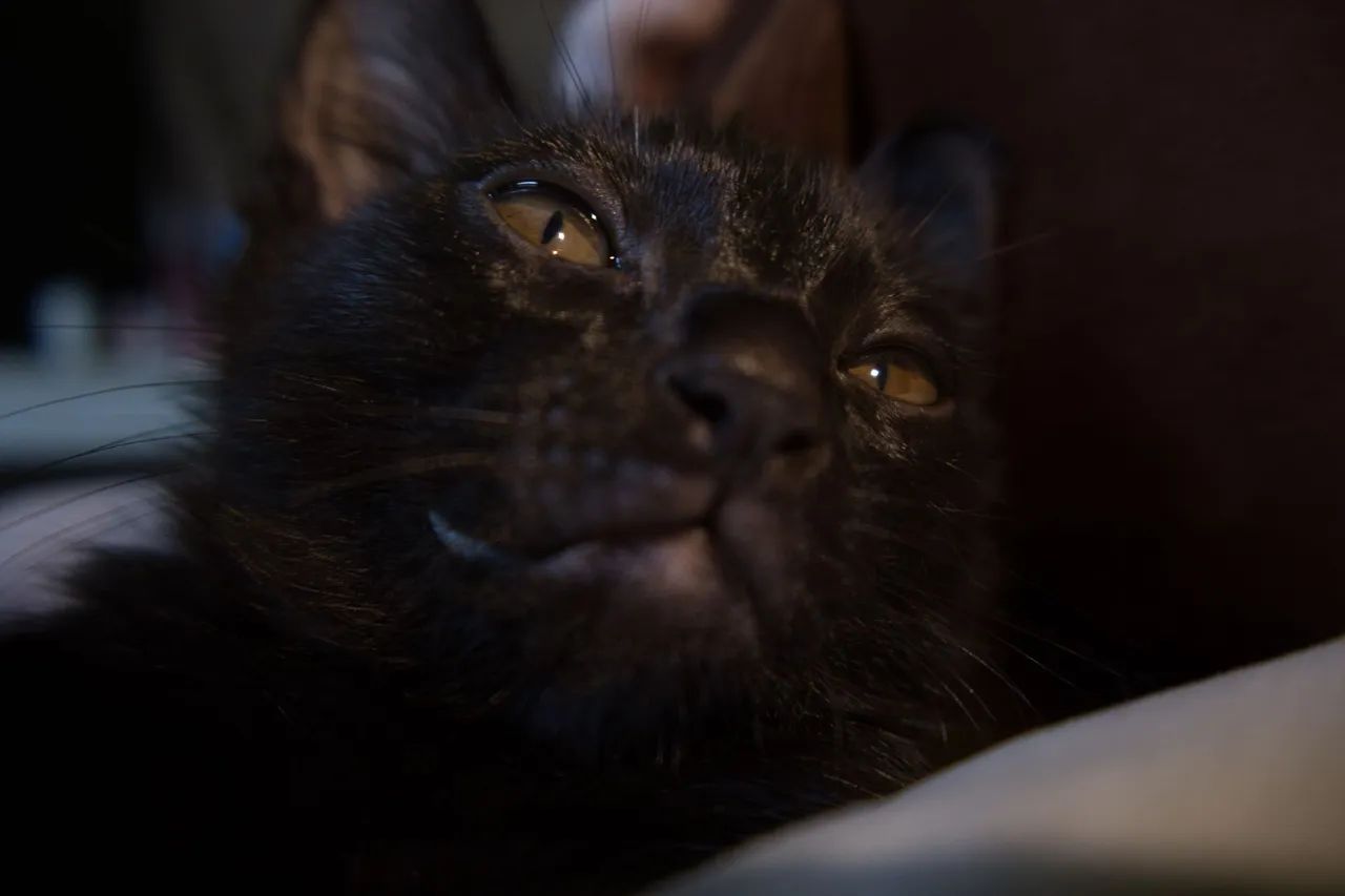 GATOS FILHOTES PARA ADOÇÃO - Foto 5