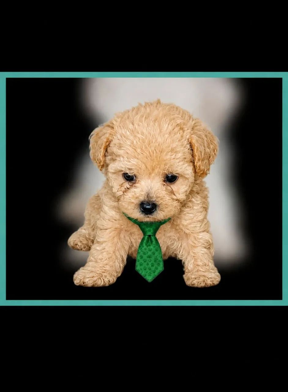 Micro toy poodle  - Foto 2