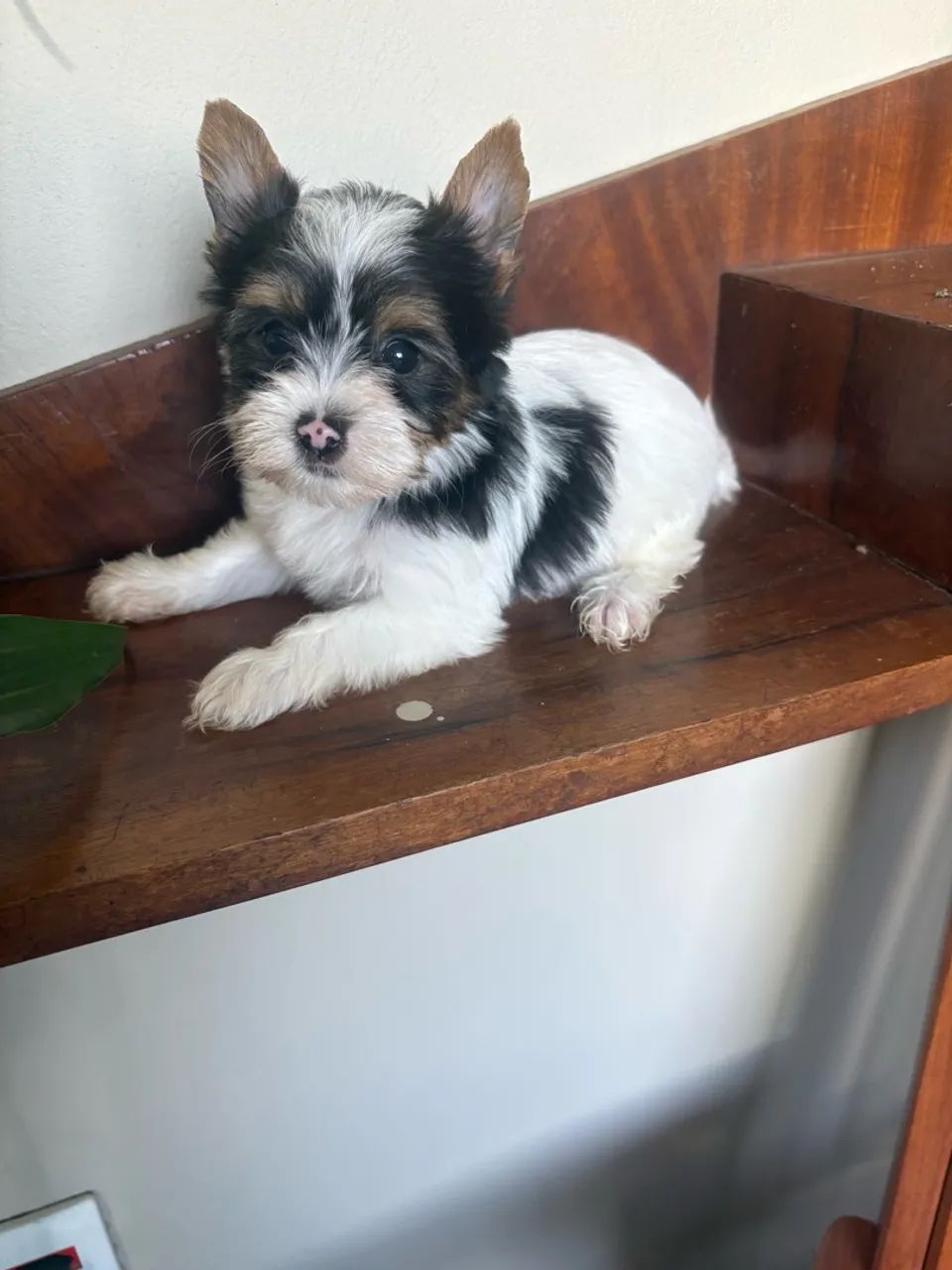 Lindo bebê de yorkshire Biewer  - Foto 2