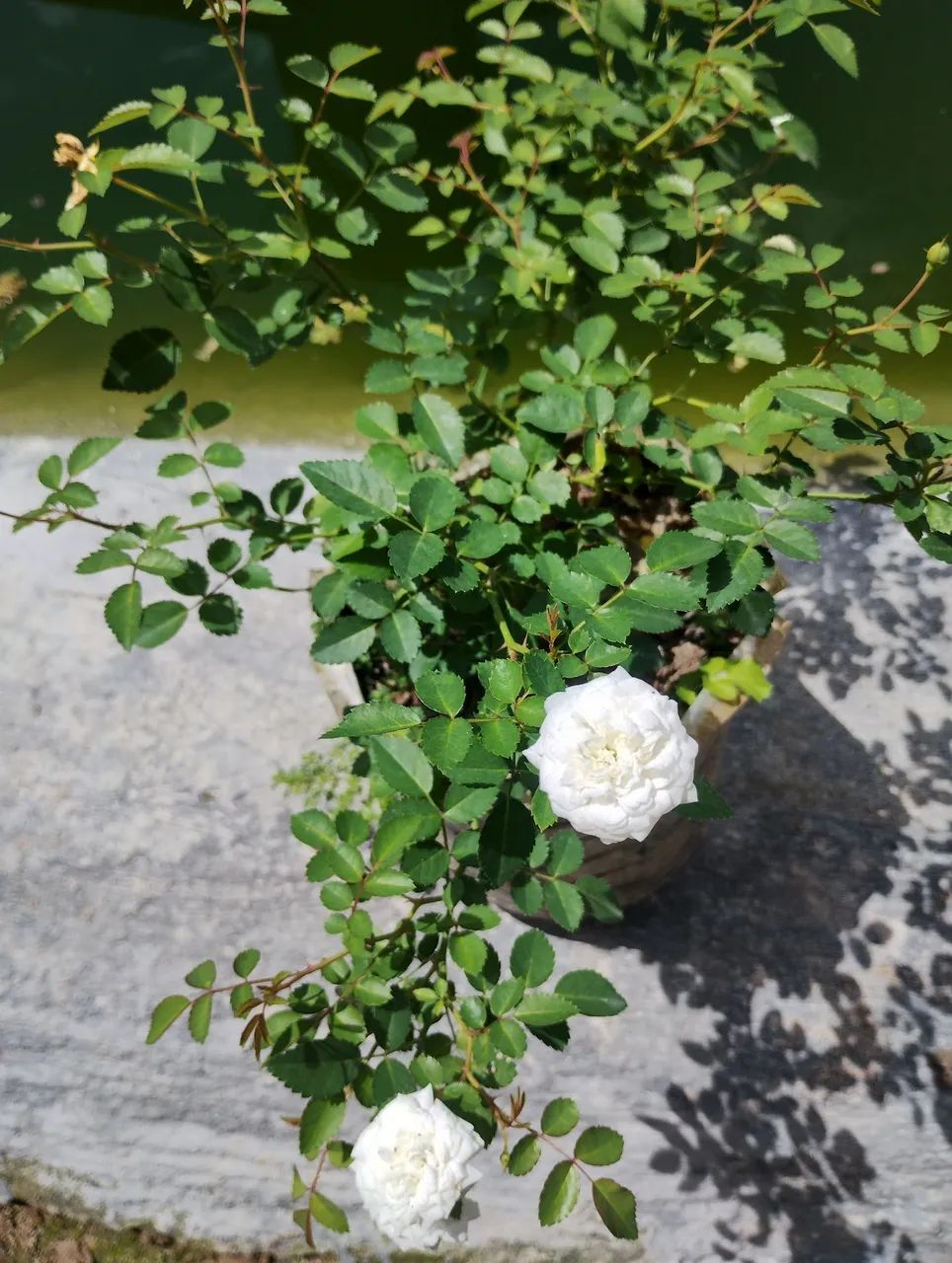 Mudas de rosas 