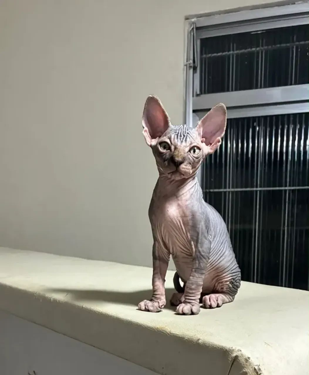 Gato sphynx *