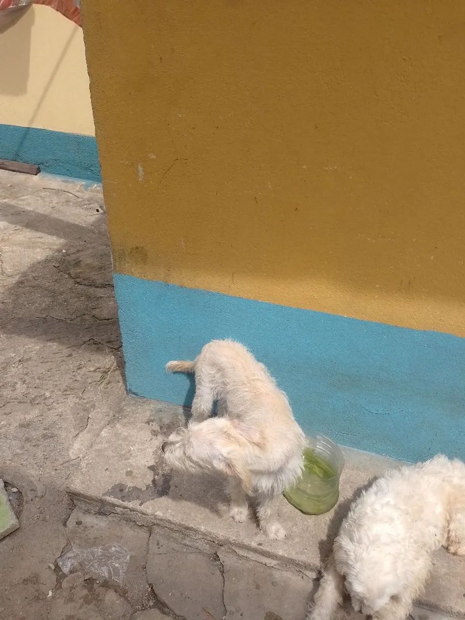 Pet para doação  - Foto 5