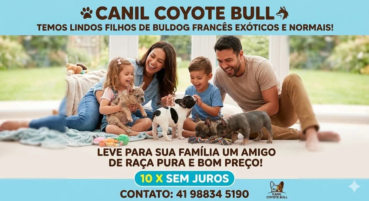 Buldog francês 