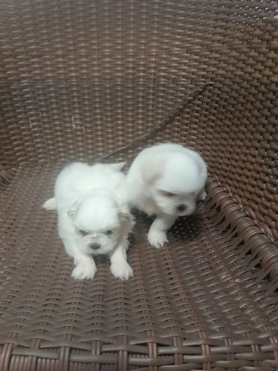 Shitzu 