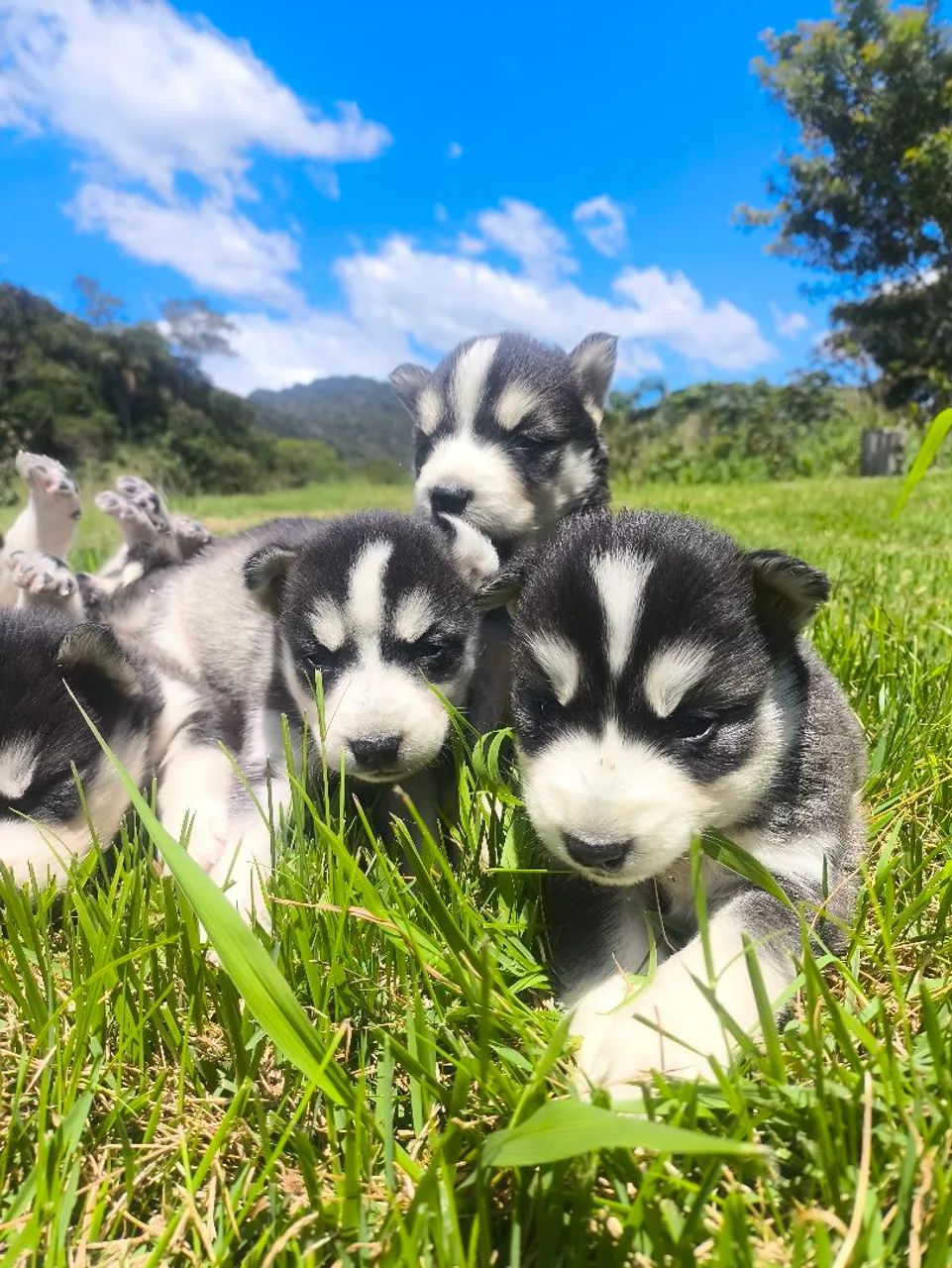 Husky siberiano  - Foto 2