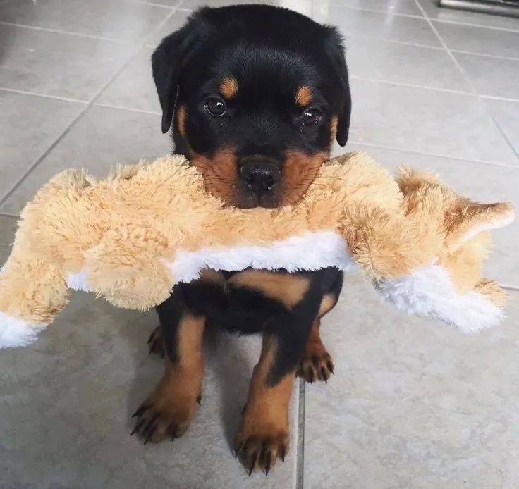 Rottweiler - Um Laço Que Começa Agora 