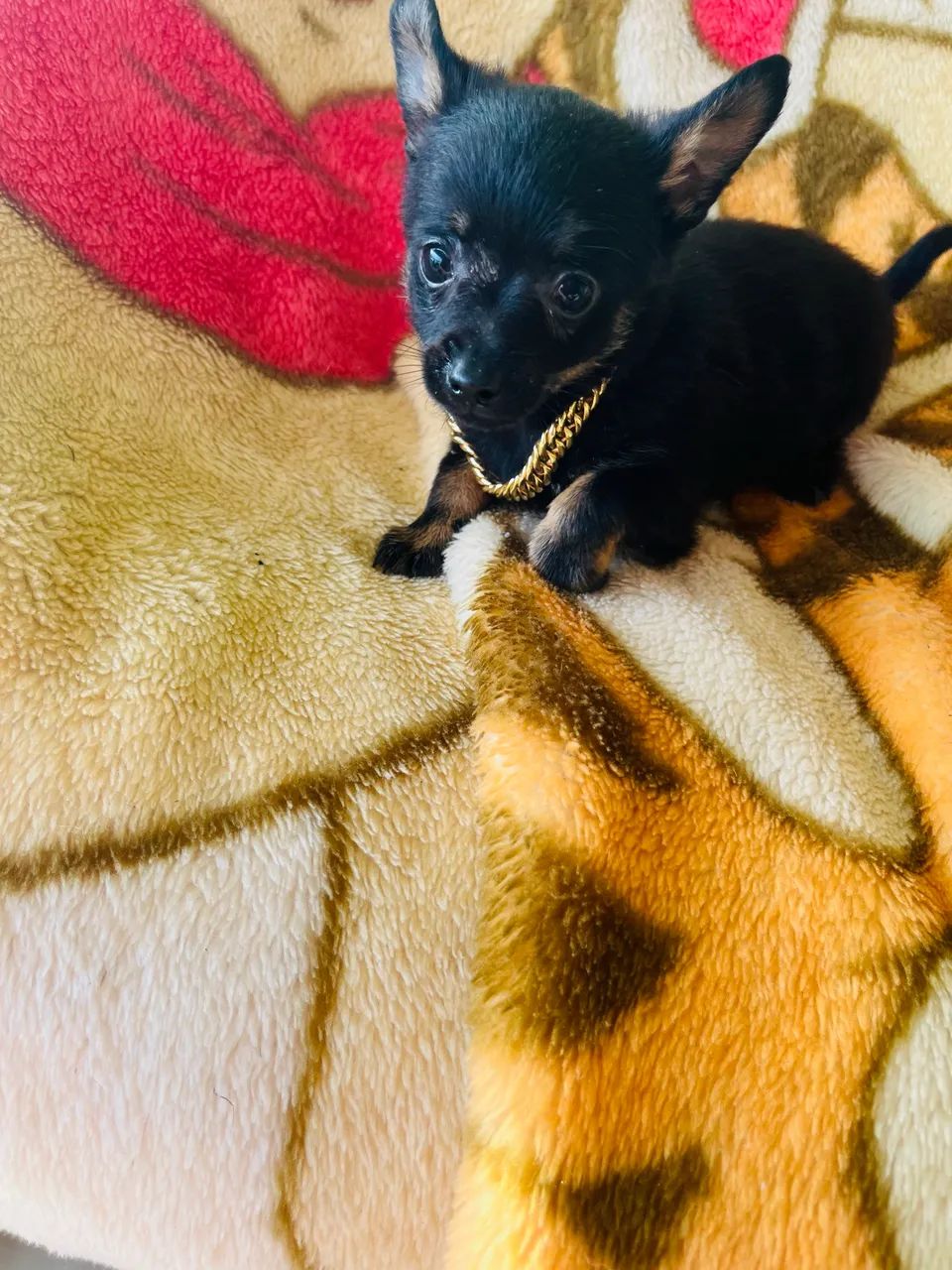 Chiaua machinho vendo  - Foto 4