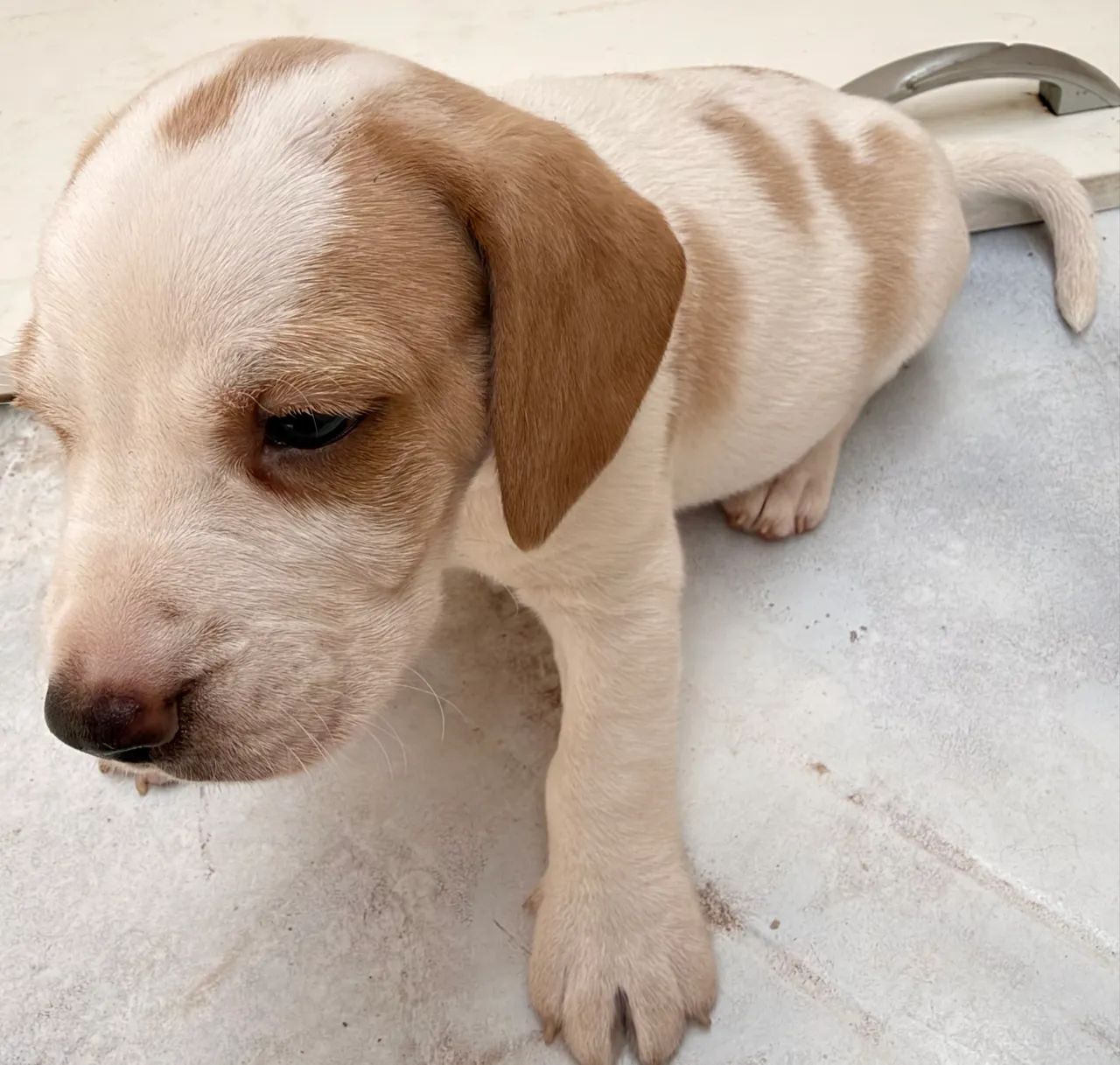Filhote macho. Raça Beagle