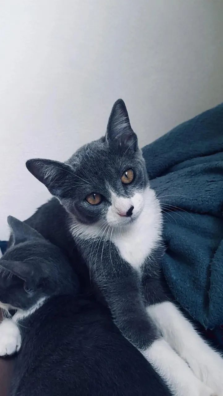 Doação de gata  - Foto 2