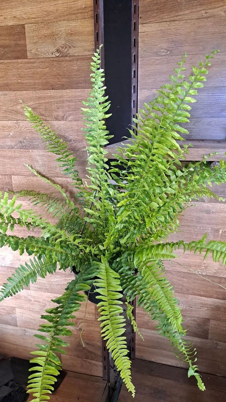 Samambaia Tigre promoção!!! - Foto 4