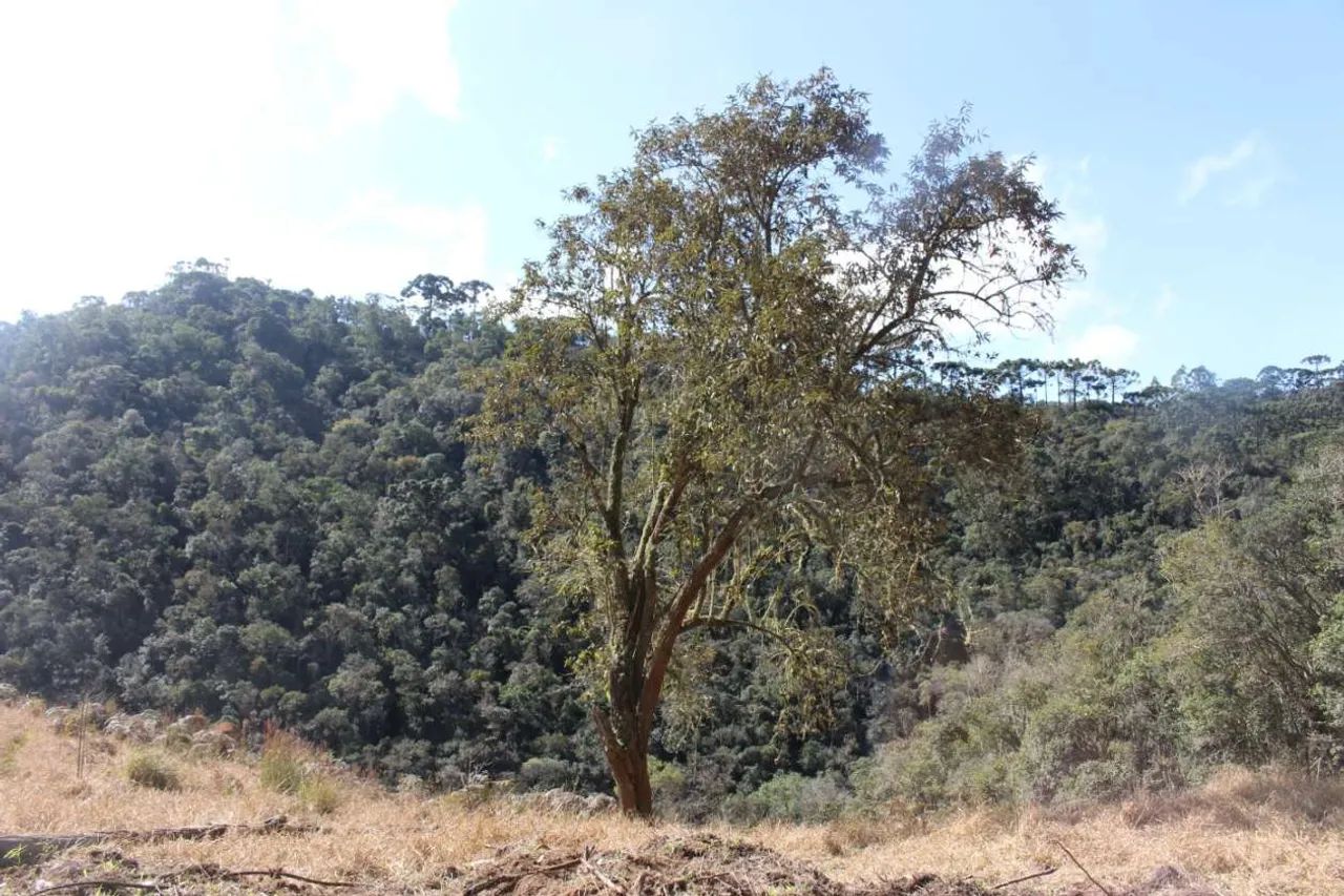 Sítio para Venda em Cunha, Paraibuna - Foto 2