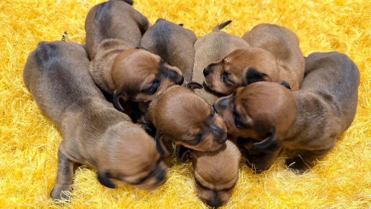 Cachorro  - Foto 2