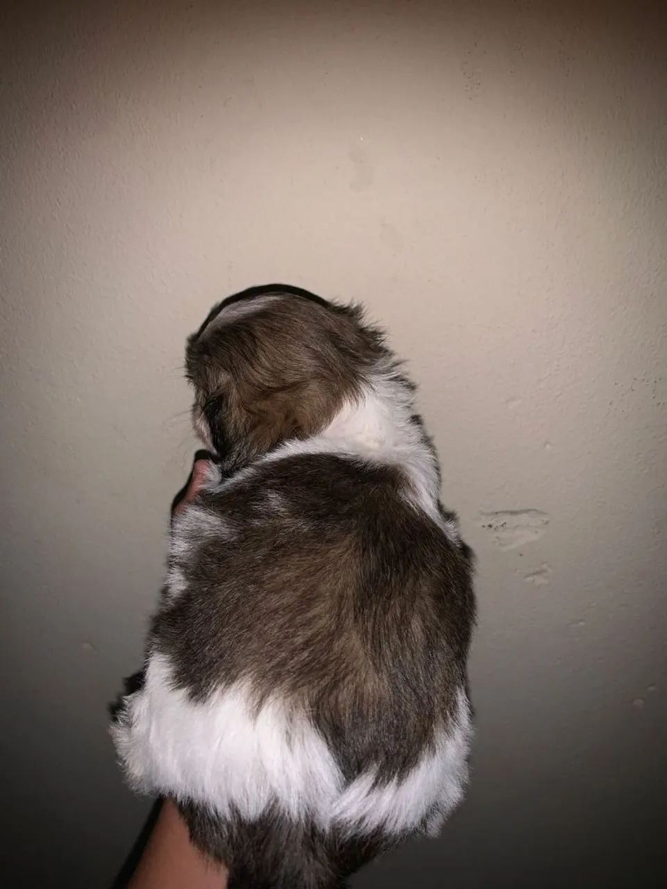 Shihtzu minibebelo  - Foto 2