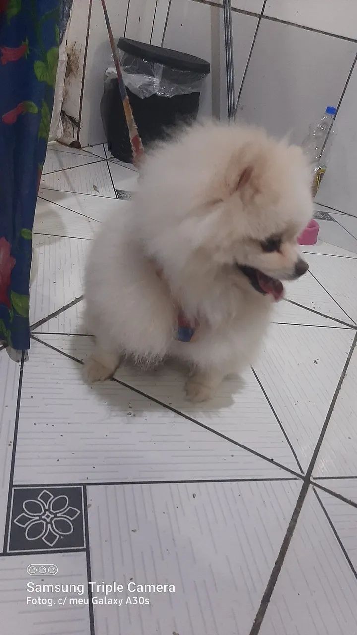 Spitz alemão macho pra cruzar  - Foto 3