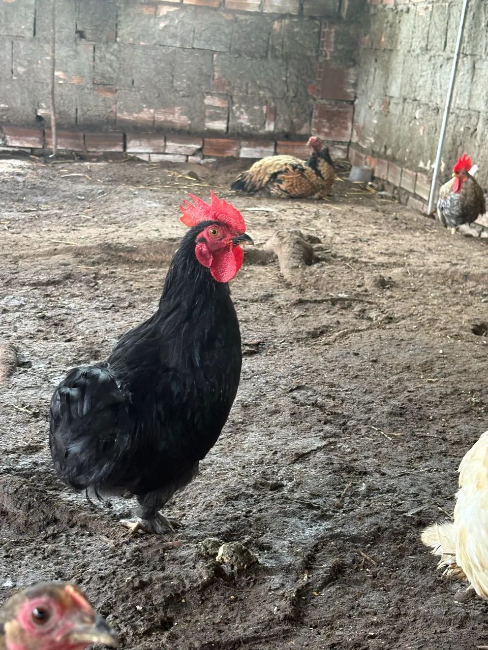 Garnisés modelados  - Foto 2