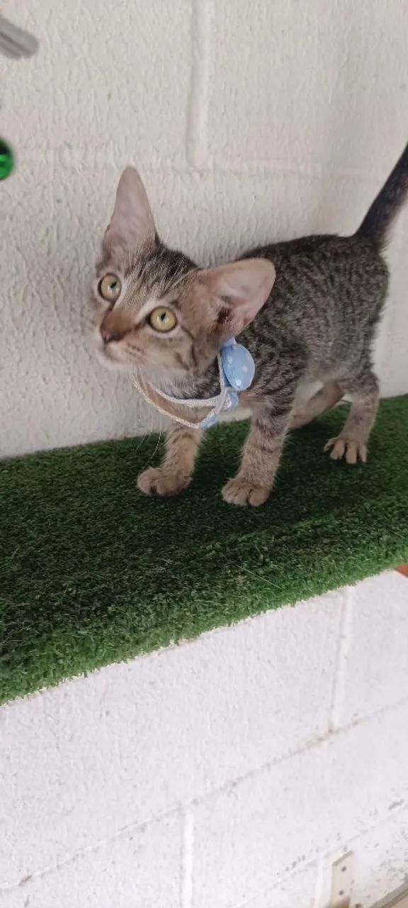 Gato P/Adoção -CASTRAÇÃO GRATÍS  - Foto 4