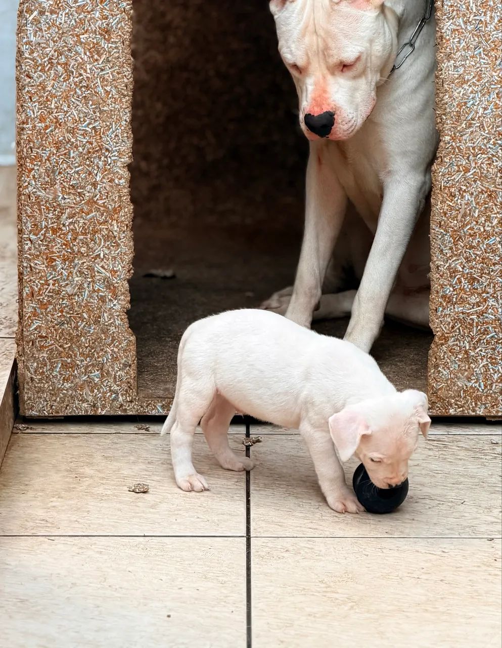 Lindos Fihotes Dogo Argentino - Foto 2