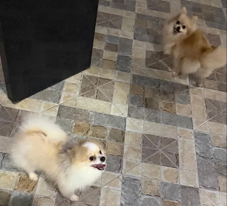 Spitz alemão - Foto 4