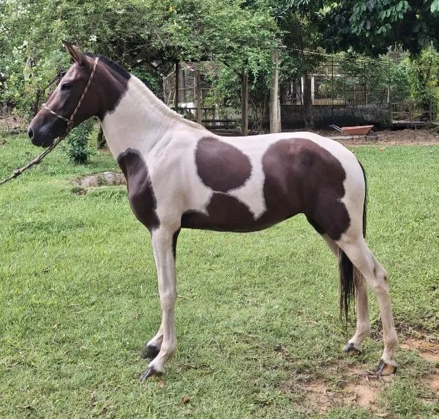 Cavalo - Foto 4