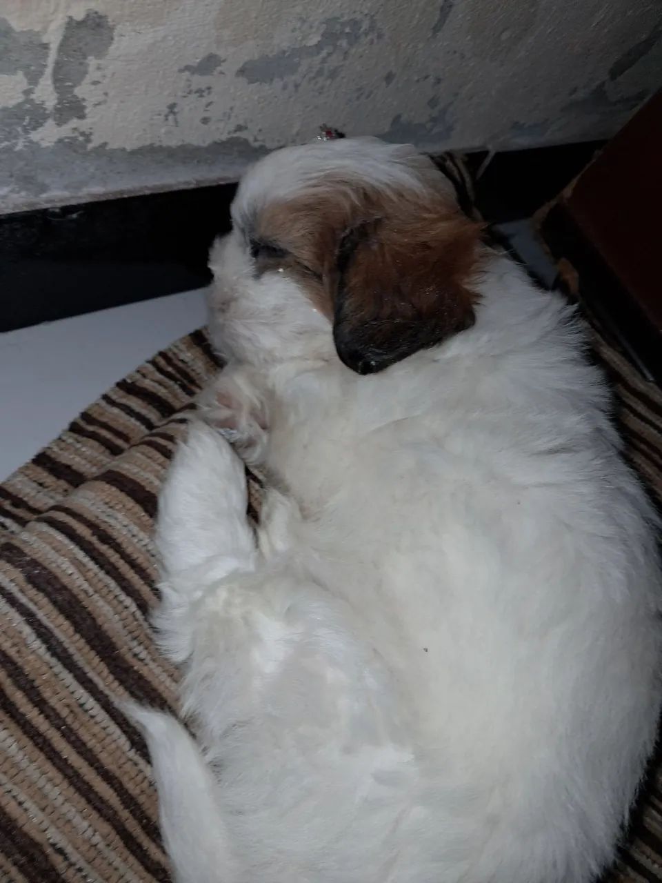 Peti - Foto 3