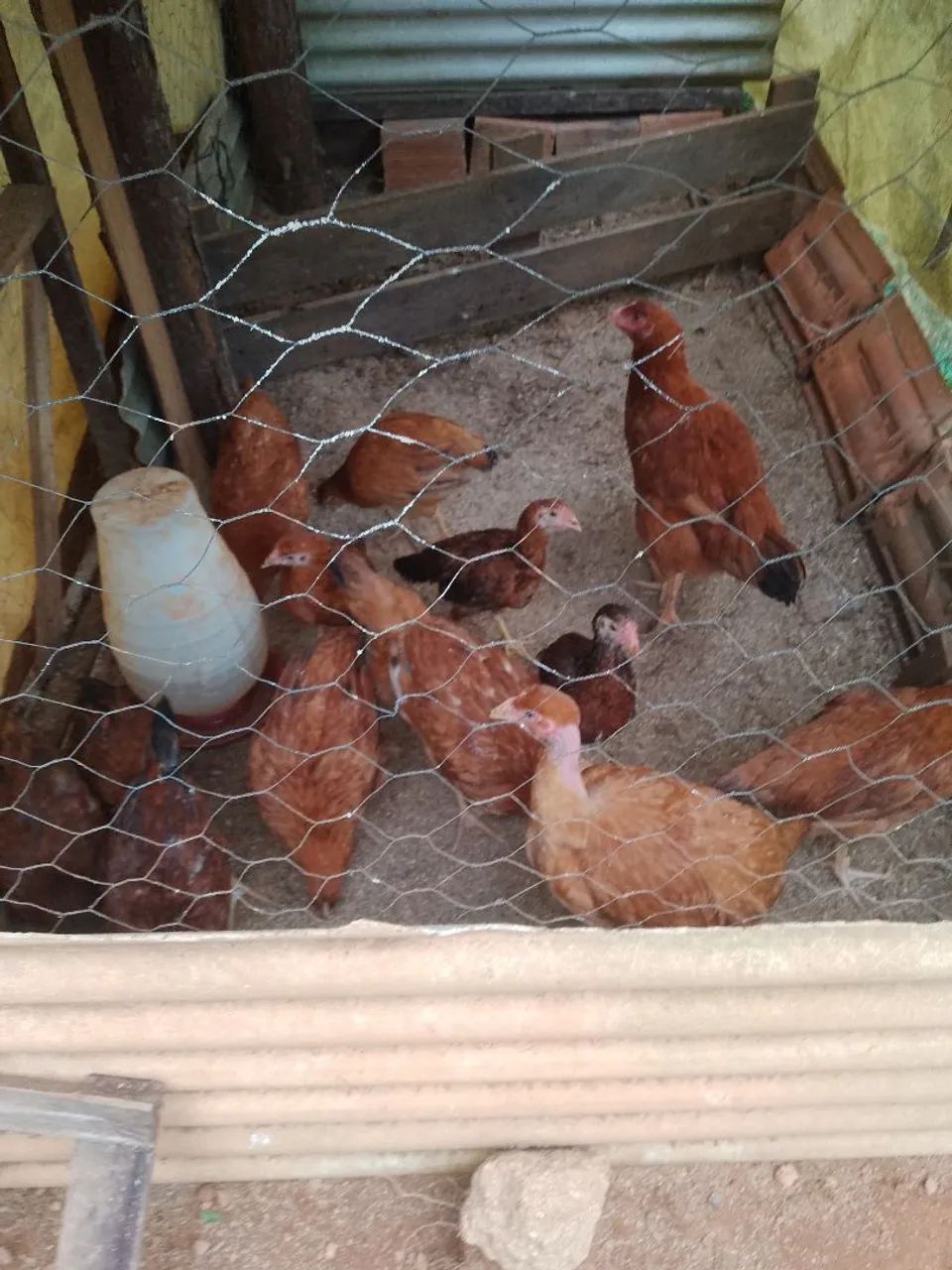 Vendo galinhas, ovos, pintinhos , Angola, filhotes coelhos  - Foto 4