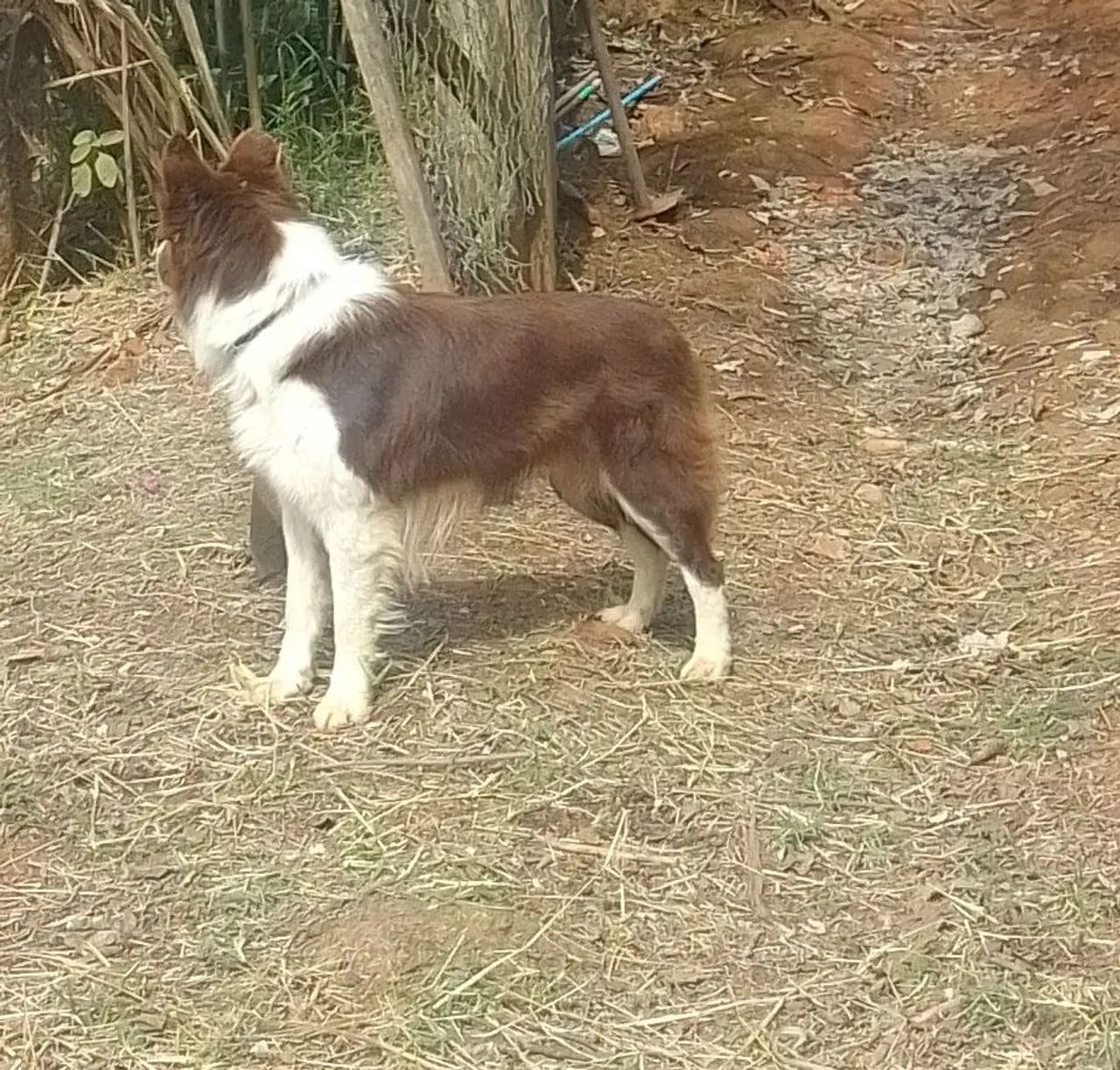 CACHORRO DESAPARECIDO  - Foto 4