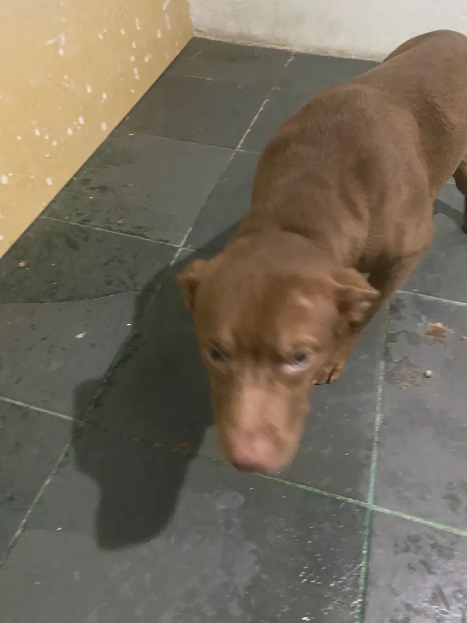 Doa-se Pitbull misturado  - Foto 2