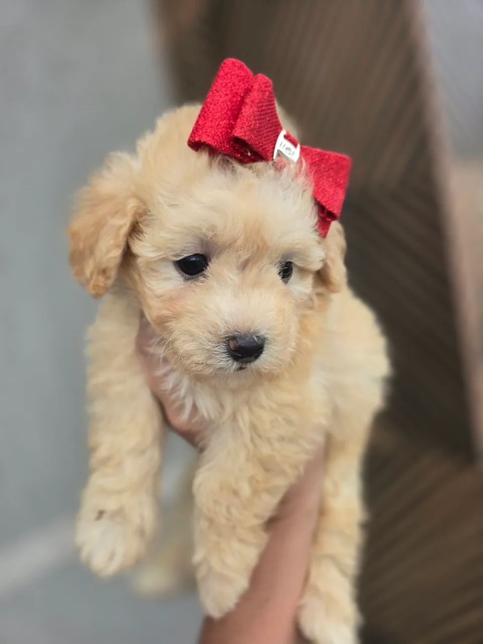 Poodle toyzinha linda feminha - Foto 2