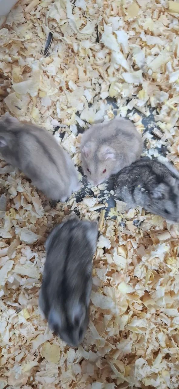 Hamster anão russo65048974709379122