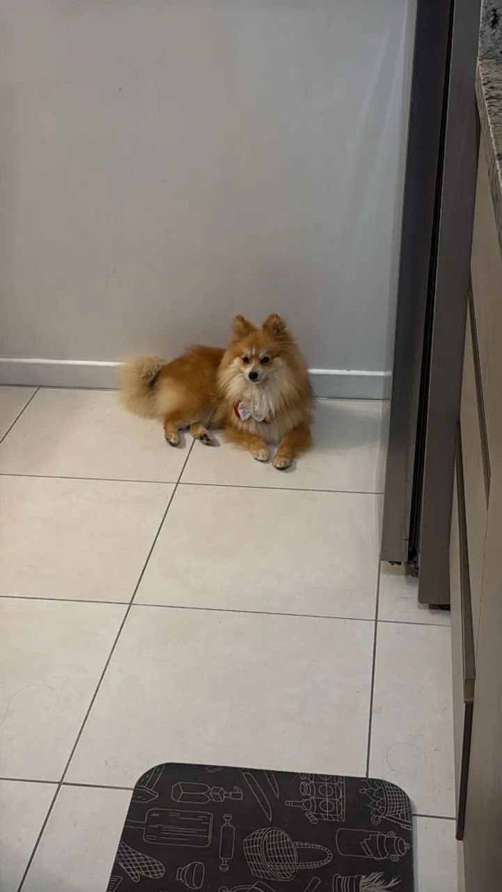Vendo cachorro Spitz alemão  - Foto 5