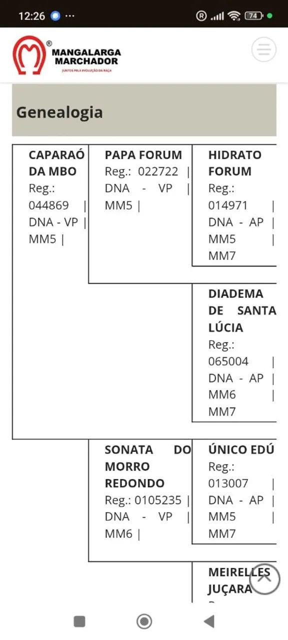 Potra mangalarga  - Foto 3