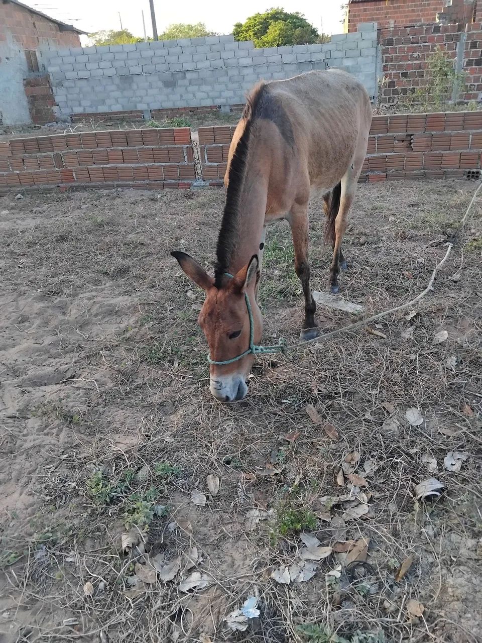 Pra vende  - Foto 4
